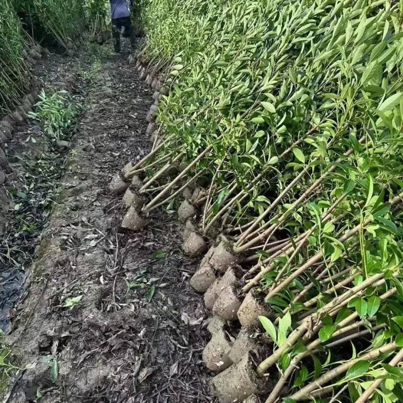 法国冬青围墙篱笆苗庭院别墅法国冬青苗圃直发