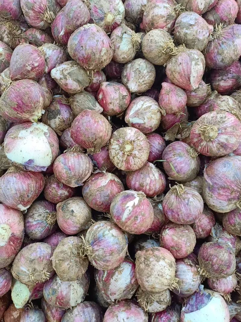 紫皮大蒜独蒜瓣蒜**上市供应欢迎欢迎合作