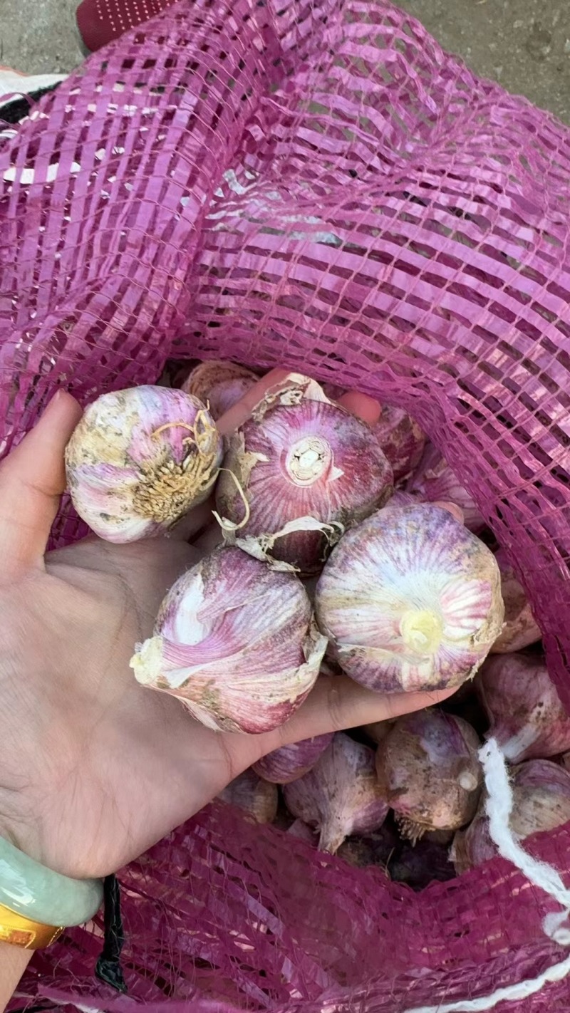 紫皮大蒜独蒜瓣蒜**上市供应欢迎欢迎合作