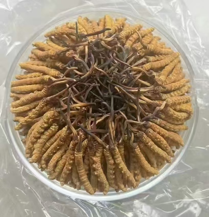 冬虫夏草【虫草】支持货到开箱验货，可发往全国市场！诚信经营
