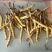冬虫夏草【虫草】支持货到开箱验货，可发往全国市场！诚信经营
