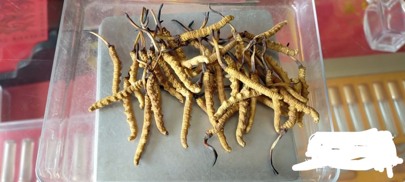 冬虫夏草【虫草】支持货到开箱验货，可发往全国市场！诚信经营