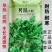 荠菜种子大叶荠菜种子野生荠荠菜野菜种子保健菜种子秋季蔬菜