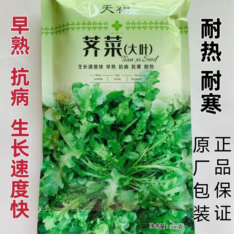 荠菜种子大叶荠菜种子野生荠荠菜野菜种子保健菜种子秋季蔬菜