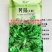 荠菜种子大叶荠菜种子野生荠荠菜野菜种子保健菜种子秋季蔬菜