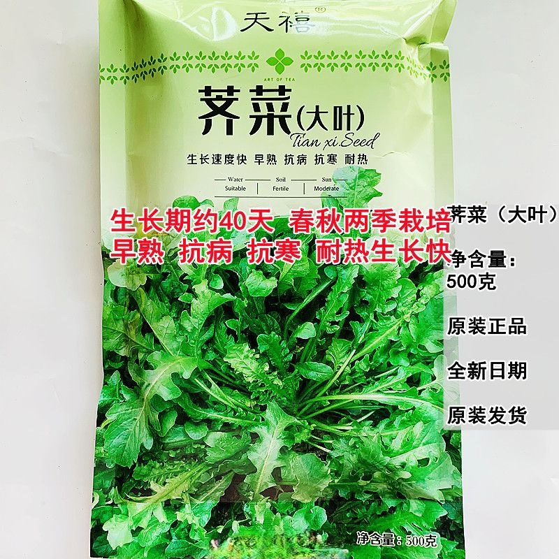 荠菜种子大叶荠菜种子野生荠荠菜野菜种子保健菜种子秋季蔬菜
