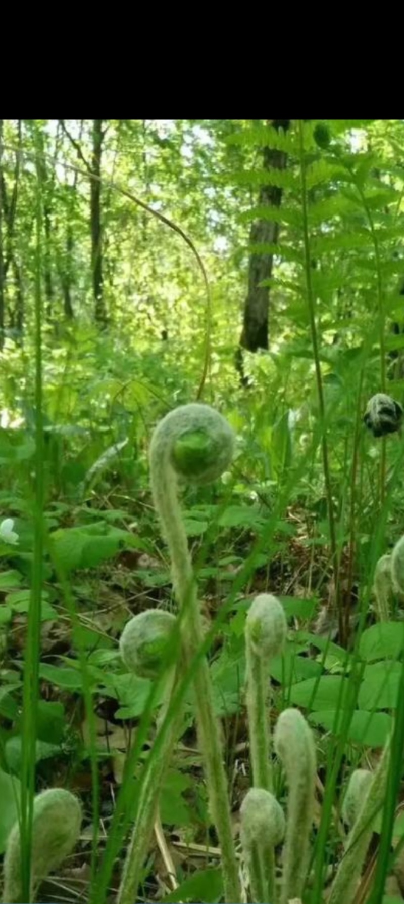 薇菜