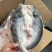 腌制开背巴沙鱼。吊炉烤鱼，毛重28净重24斤