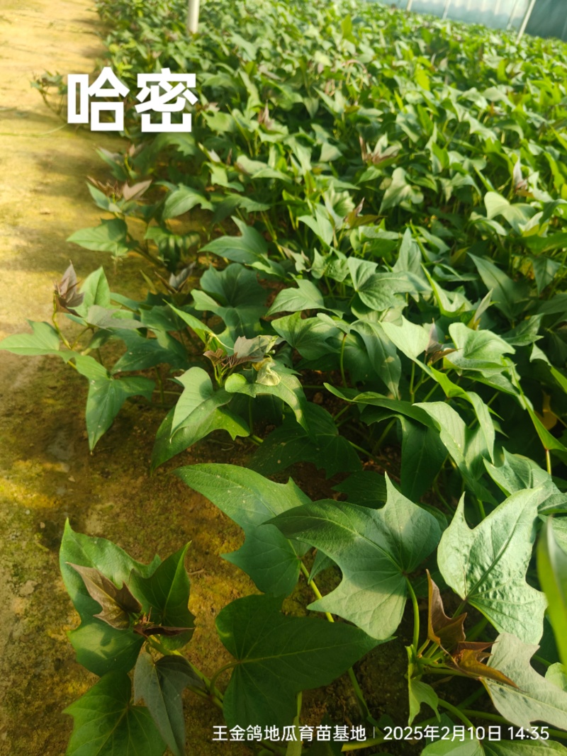 冰糖薯哈密苗，红皮白心基地直发，晾晒时间长价格合适