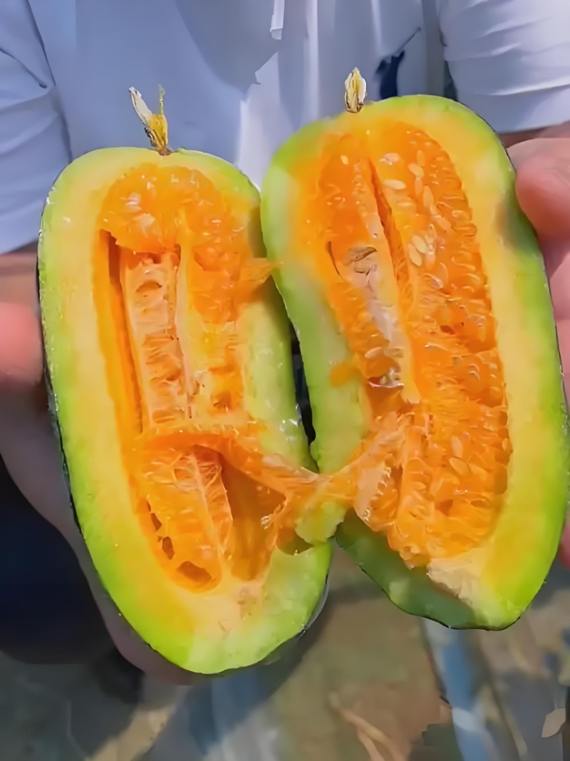 博洋九号精品基地直供产地现摘脆甜多汁可视频看货