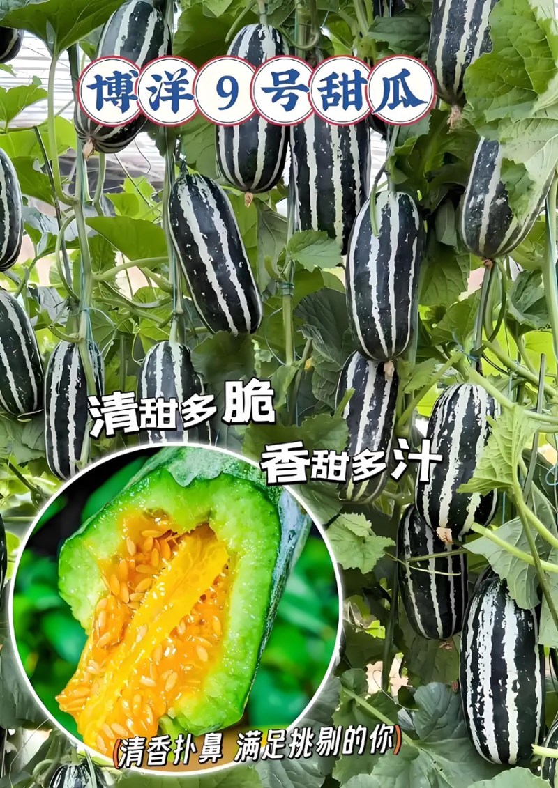 博洋九号精品基地直供产地现摘脆甜多汁可视频看货