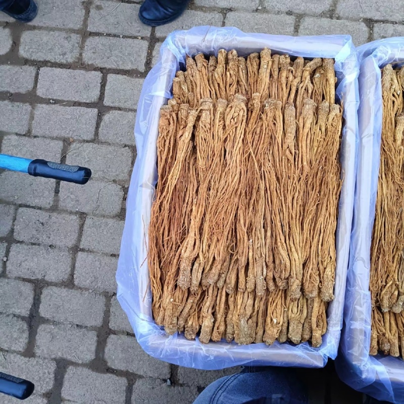 岷县产地【水洗黄当归】量大从优正品保证
