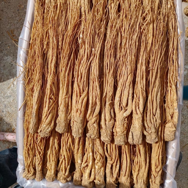 岷县产地【水洗黄当归】量大从优正品保证