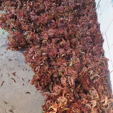 露天自然生长红香椿，承接各地客商洽谈，清明节前后上市
