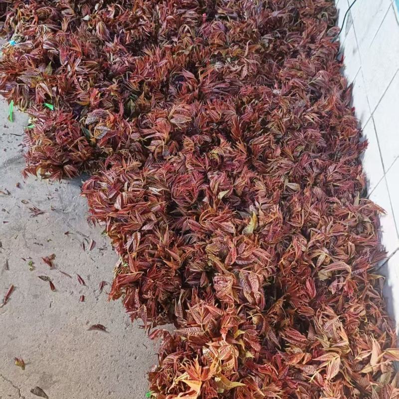 露天自然生长红香椿，承接各地客商洽谈，清明节前后上市