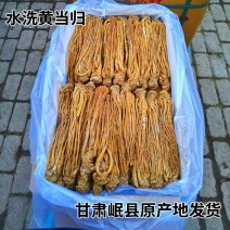 岷县原产地【水洗黄当归】量大从优正品保证优质货源