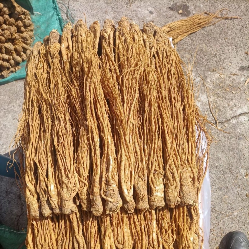 岷县原产地【水洗黄当归】量大从优正品保证优质货源