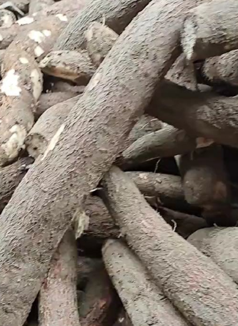 华农9号黄肉，面包木薯