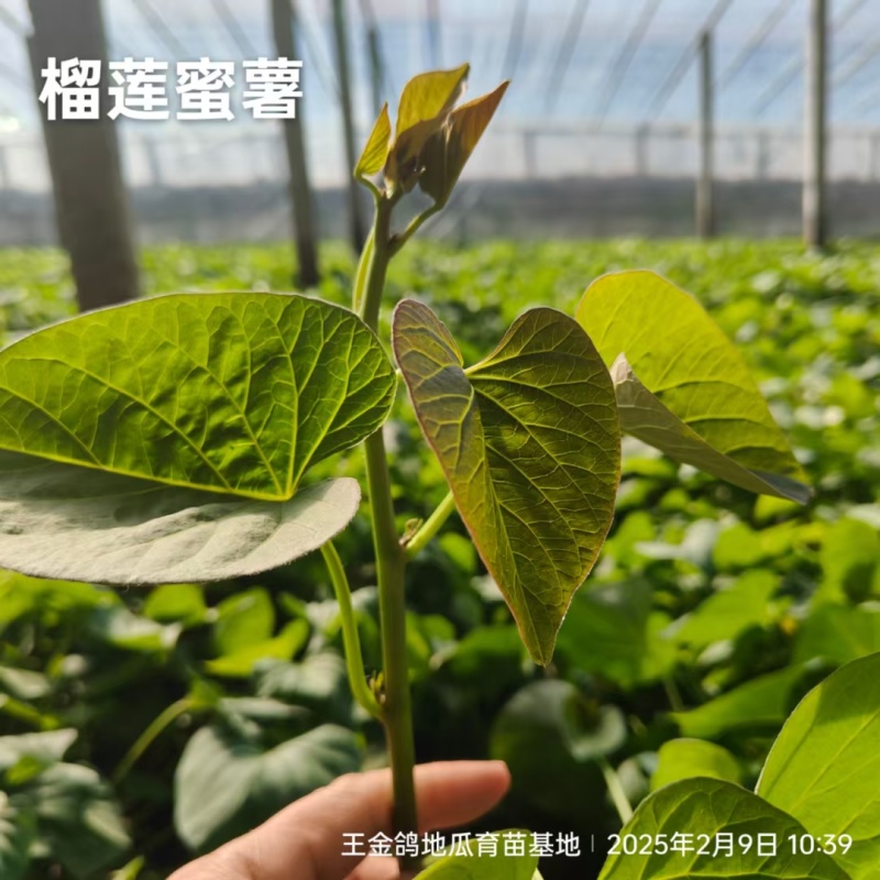 冰糖薯哈密苗，红皮白心基地直发，晾晒时间长价格合适