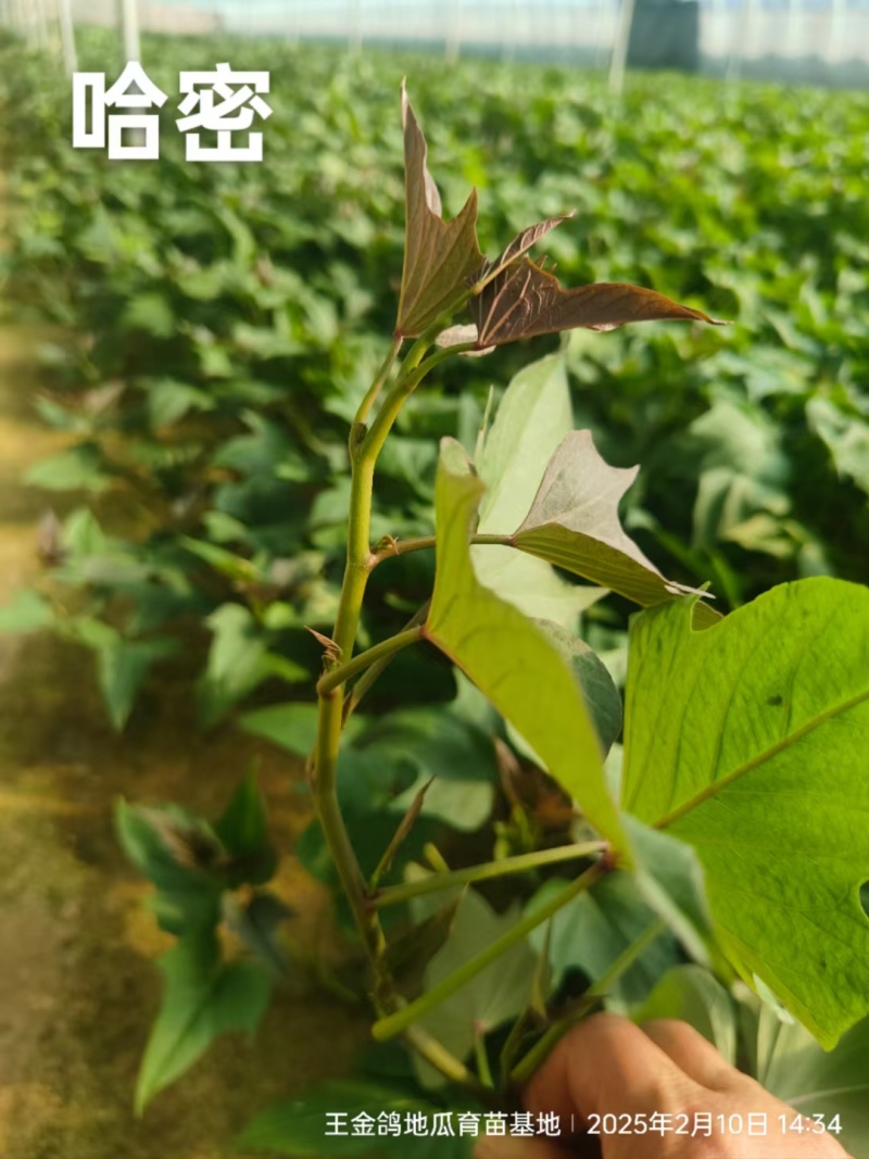冰糖薯哈密苗，红皮白心基地直发，晾晒时间长价格合适