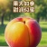 蜜露巨杏树苗