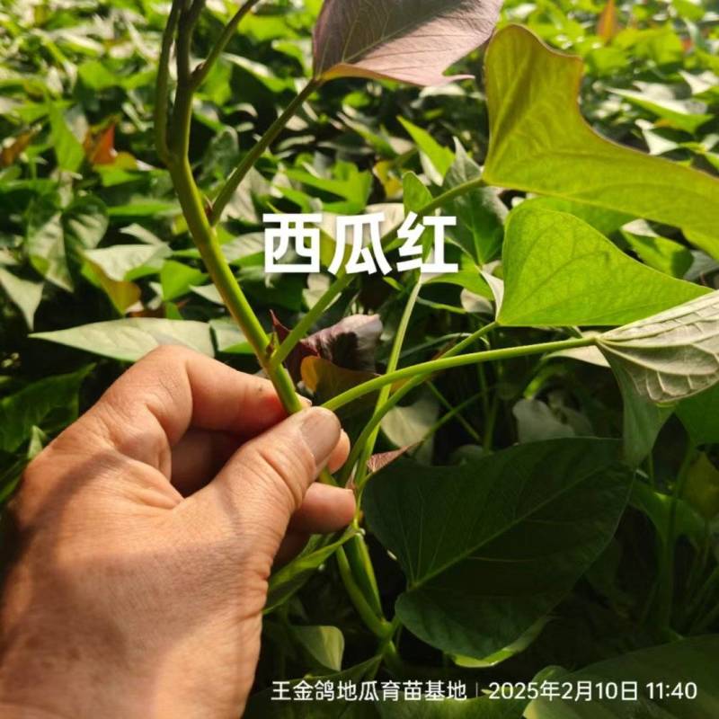 试管扩繁大田西瓜红、成活率高结薯早，品相好，基地直供。