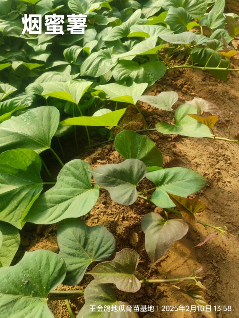 脱毒原种大田烟薯苗，烤油蜜薯型，大田苗基地直供，货源充足