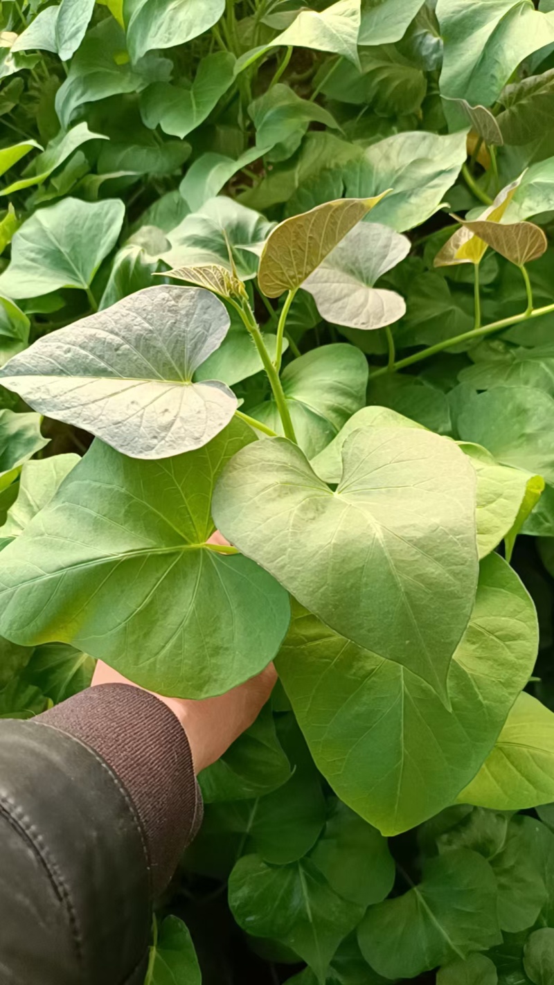 脱毒原种大田烟薯苗，烤油蜜薯型，大田苗基地直供，货源充足