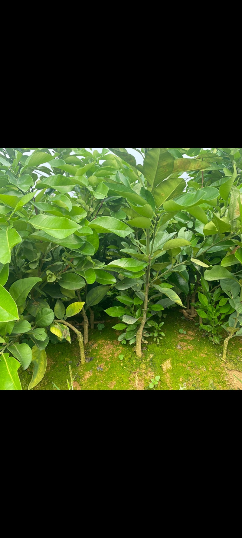 红宝石青柚杯苗产地直发千亩基地价格实惠，三年苗