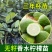 香水柠檬果苗基地直发价格实惠三年苗视频看货