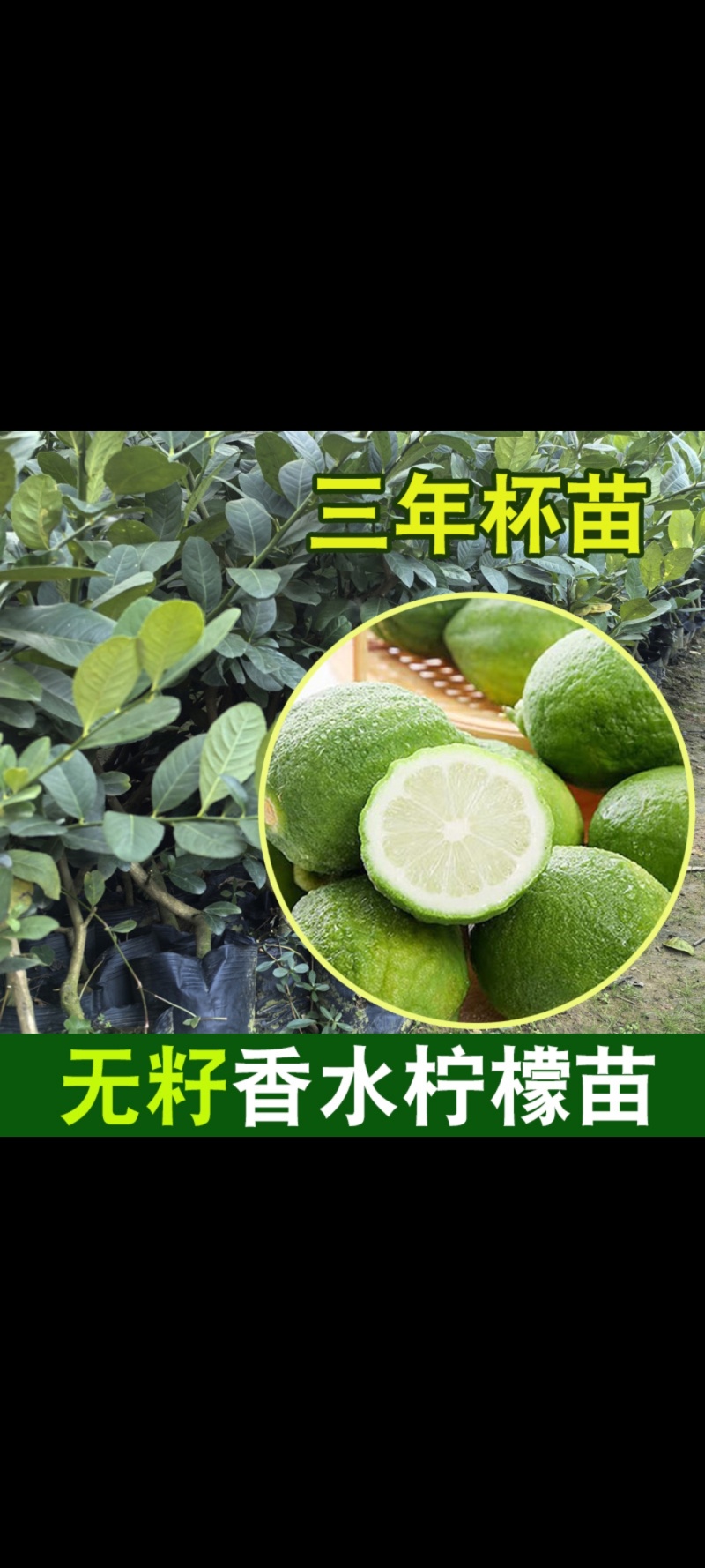 香水柠檬果苗基地直发价格实惠三年苗视频看货