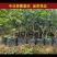香水柠檬果苗基地直发价格实惠三年苗视频看货