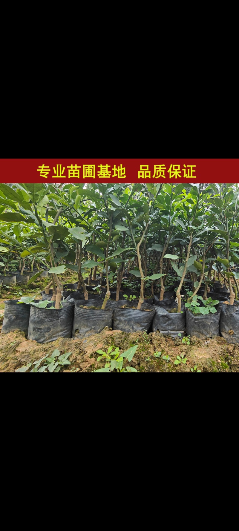 香水柠檬果苗基地直发价格实惠三年苗视频看货