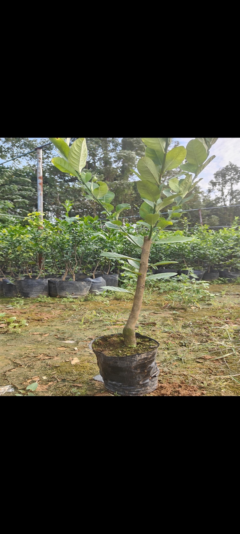 香水柠檬果苗基地直发价格实惠三年苗视频看货