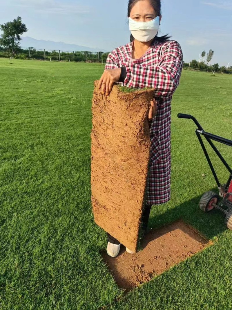 兰引三号