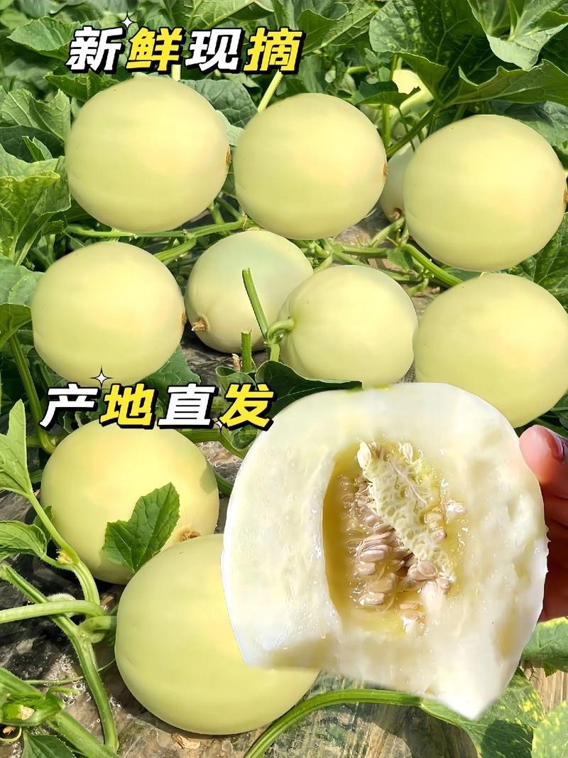 阎良甜瓜