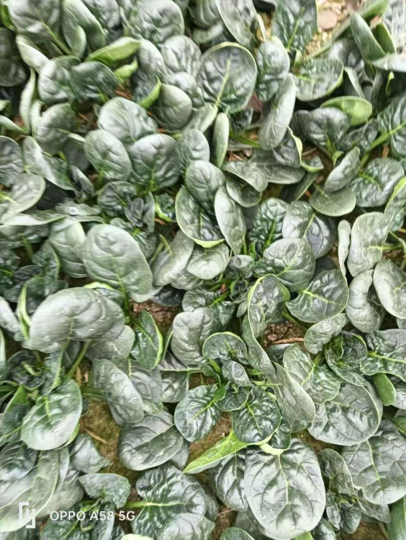 精品趴地菠菜