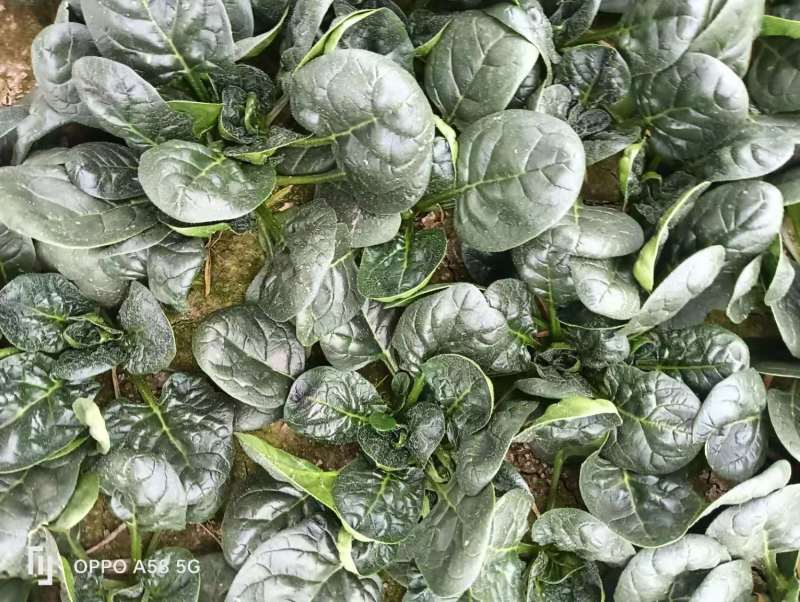 精品趴地菠菜