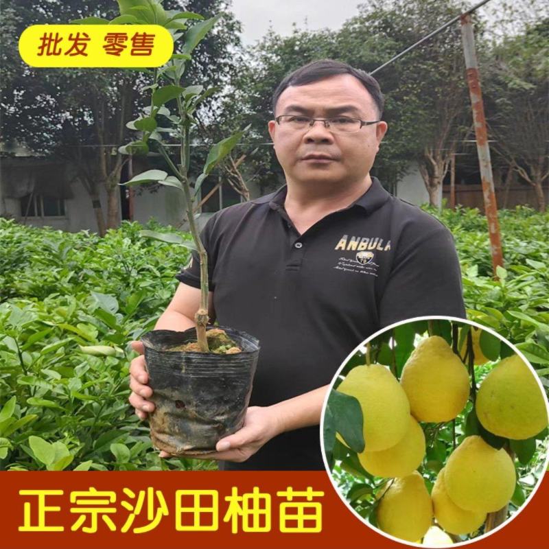 精品沙田柚苗产地直发大量现货三年苗视频看货