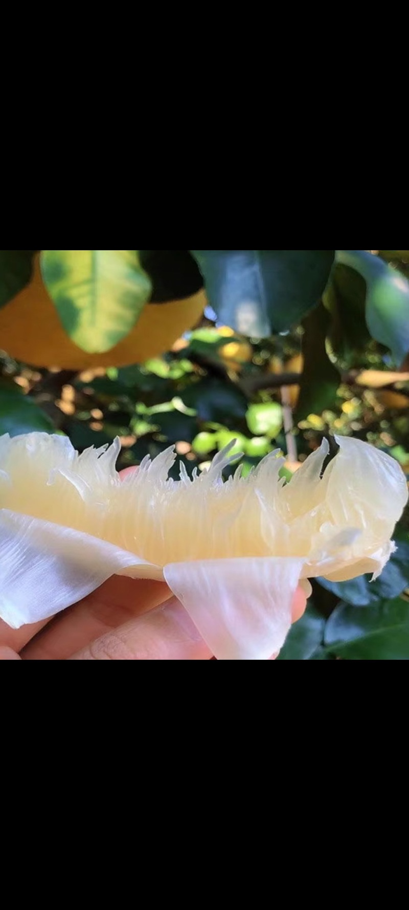 精品沙田柚苗产地直发大量现货三年苗视频看货