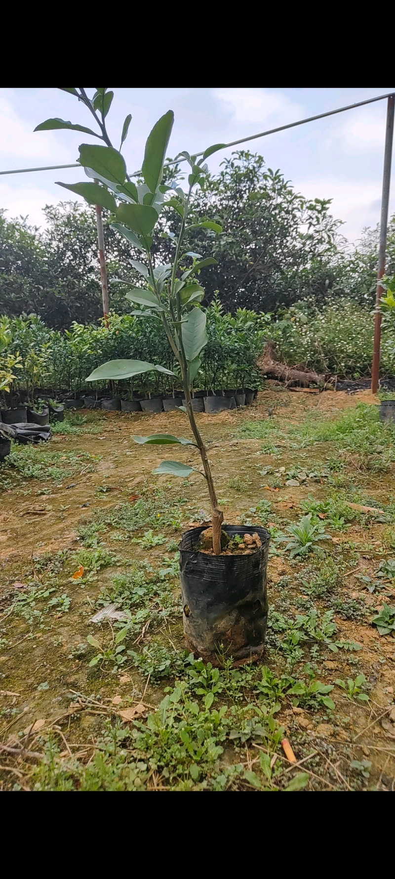 精品沙田柚苗产地直发大量现货三年苗视频看货