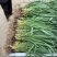 精品红根蒜苗青蒜苗四季蒜苗，蒜苗，商超对接，一件代发