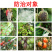 拜耳露娜森葡萄灰霉病草莓白粉病黄瓜靶斑病炭疽病正品农药杀