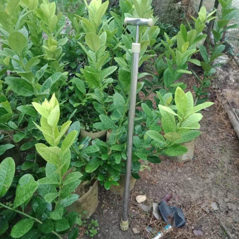 广东香水柠檬苗