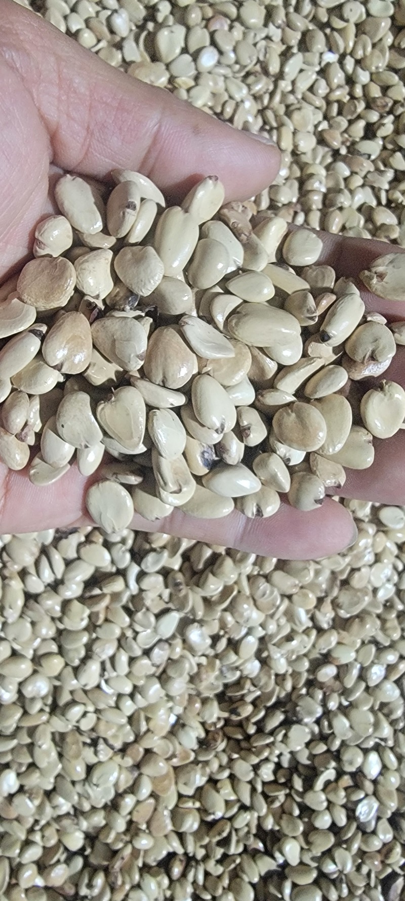 黑老虎/布福娜/种子