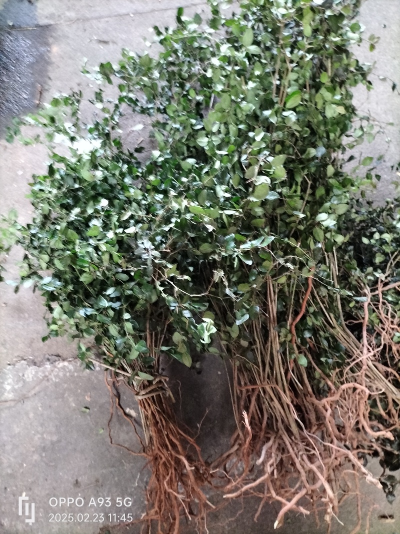 广西桂林野生药材绣花针、老鼠刺，一手货源、产地批发