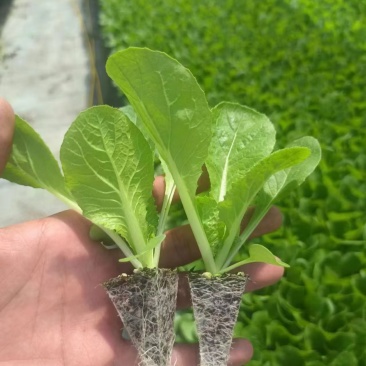 汉中包菜甘蓝苗