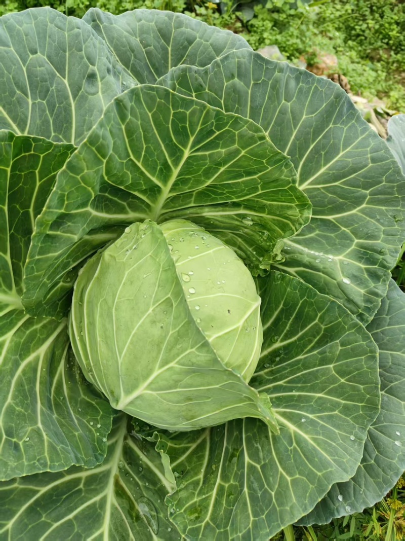 汉中包菜甘蓝苗