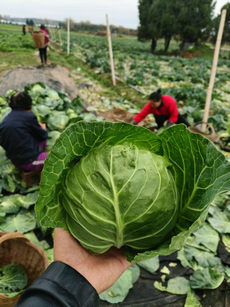 汉中包菜甘蓝苗