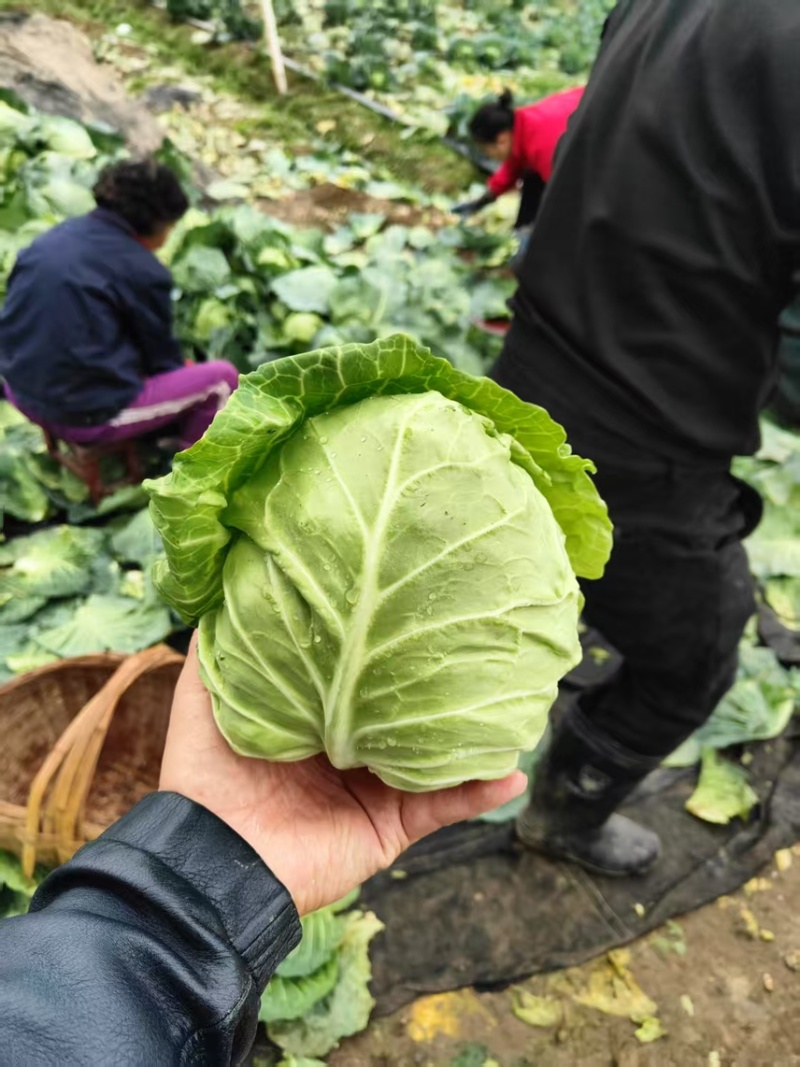 汉中包菜甘蓝苗